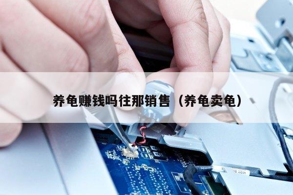 养龟赚钱吗往那销售（养龟卖龟）