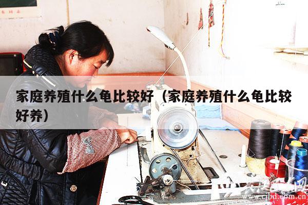 家庭养殖什么龟比较好（家庭养殖什么龟比较好养）