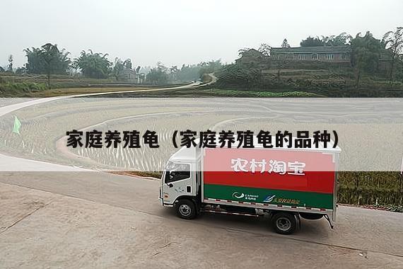 家庭养殖龟（家庭养殖龟的品种）