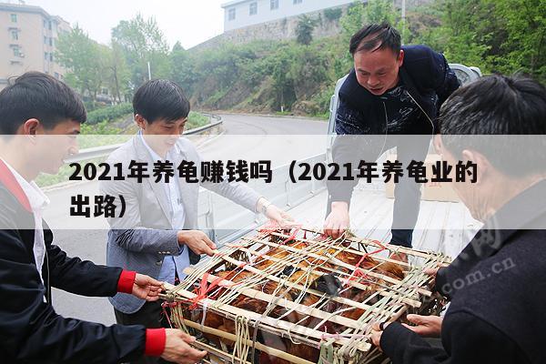 2021年养龟赚钱吗(2021年养龟业的出路)