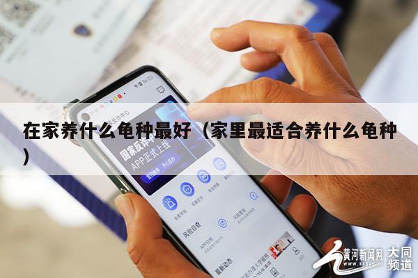 在家养什么龟种最好(家里最适合养什么龟种)